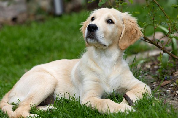 Les animaux exotiques en danger : comment agir ?